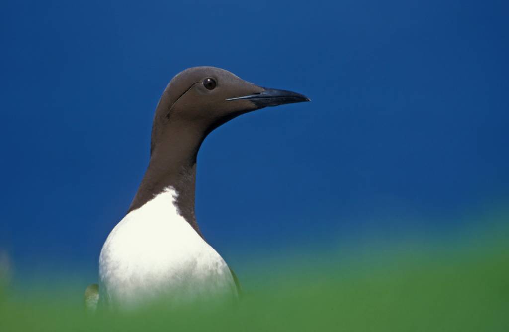 Guillemot scotland
