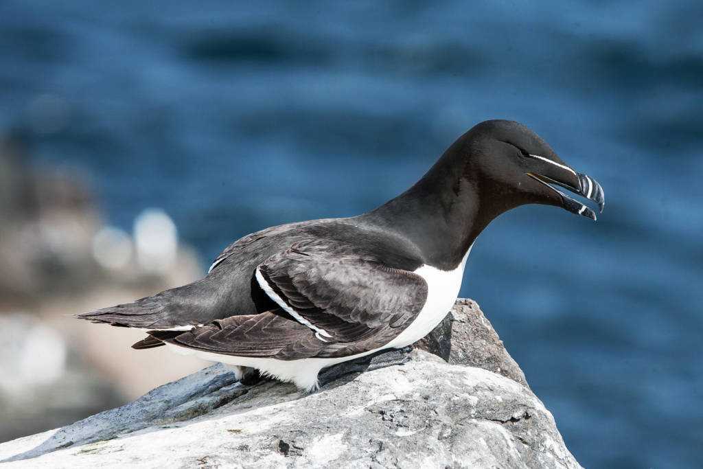 Razorbill Scotland