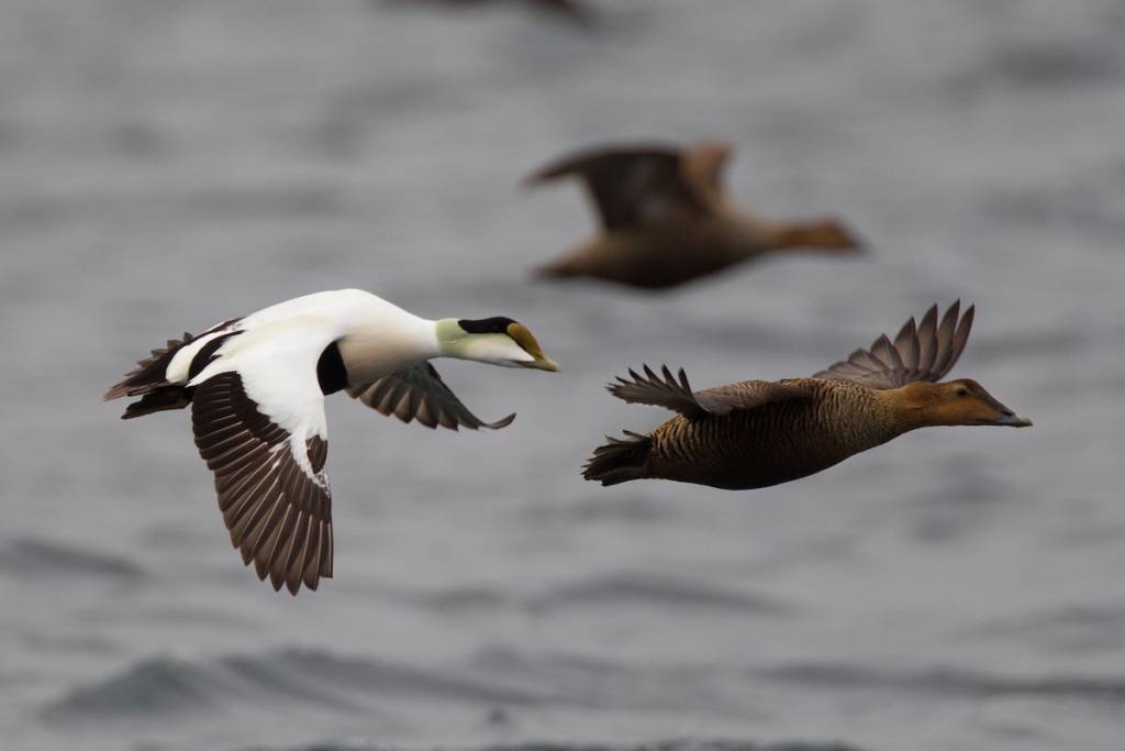 Eider Scotland