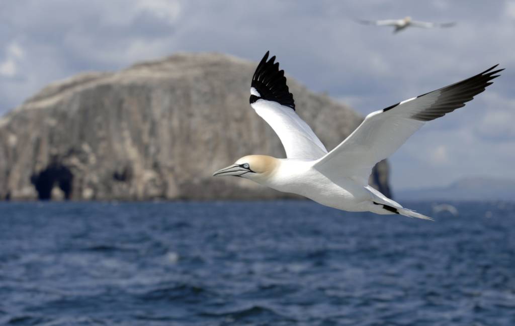 Gannets Scotland