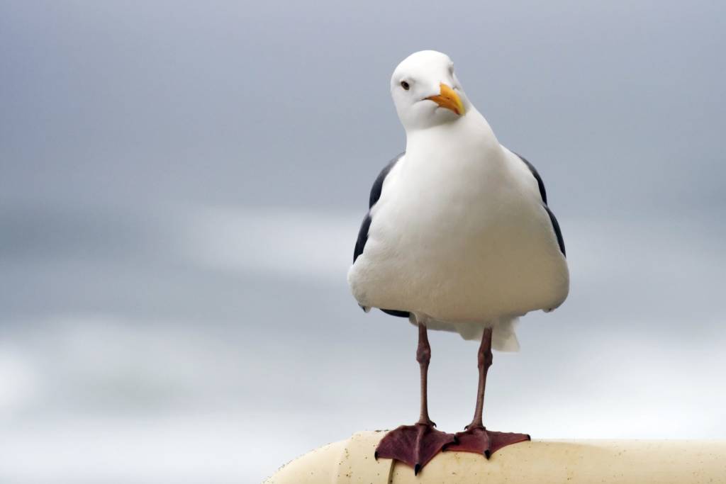 Seagull Scotland