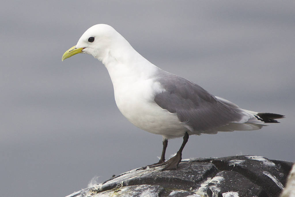 Kittiwake Marrfish