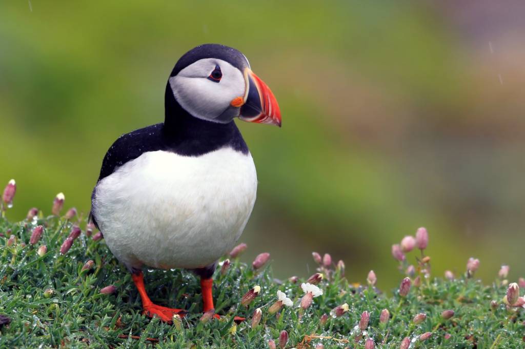 Puffin Scotland