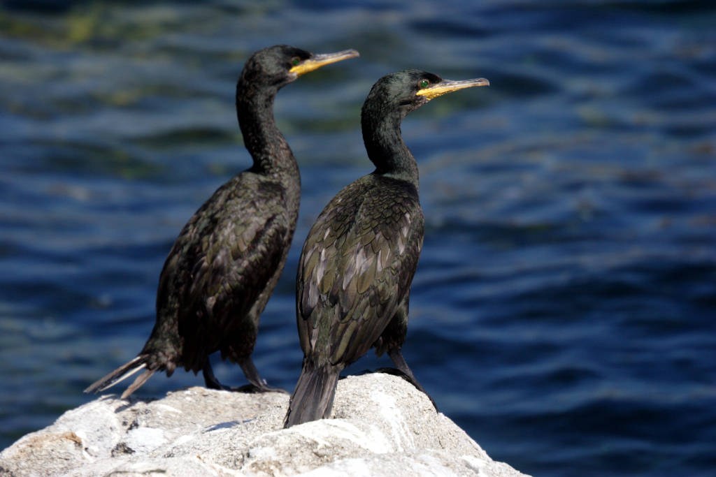 Shag bird Scotland