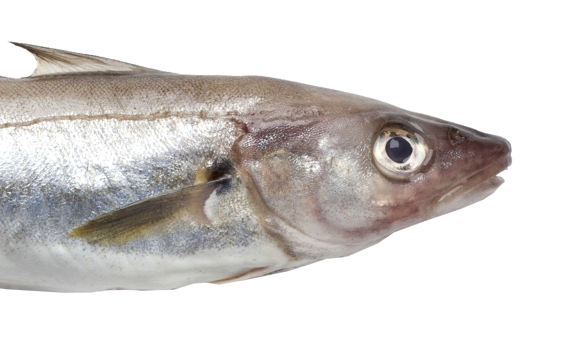 Marrfish Wholesale Whiting