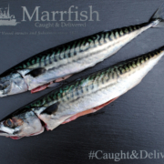 Mackerel Fresh1